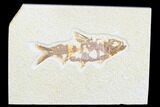 Bargain Fossil Fish (Knightia) - Wyoming #173739-1